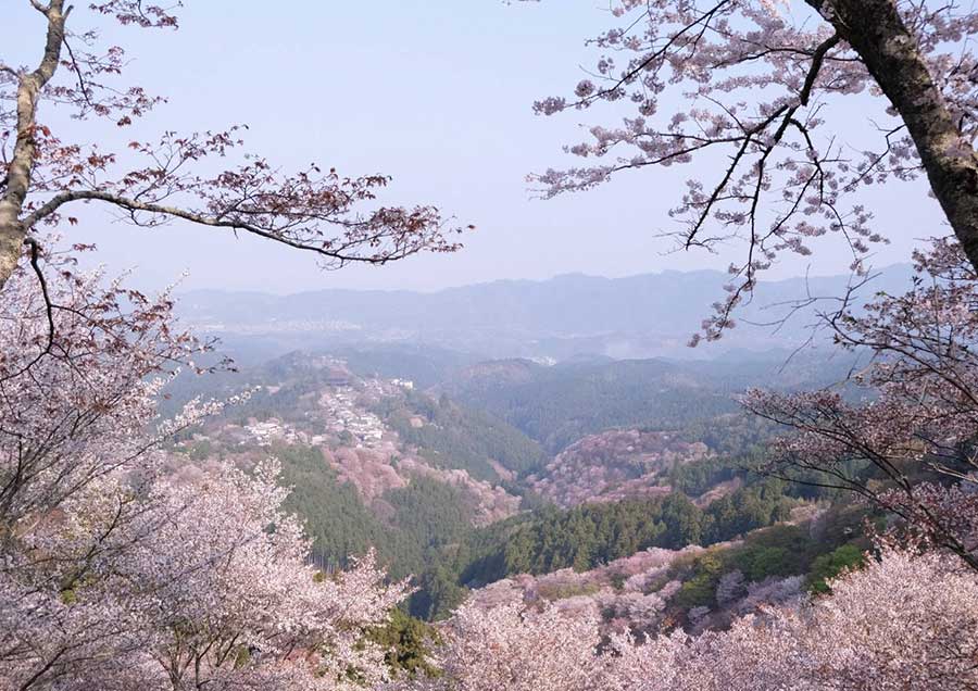 奥大和の自然桜